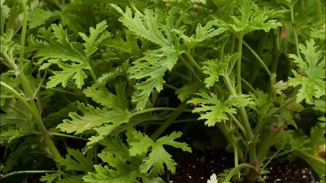 17 Best Plants That Repel Mosquitoes | Mosquito Repelling Plants