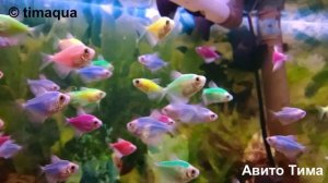 Тернеция Глофиш.mp4