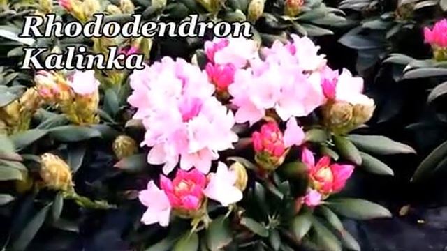 Rhododendron Kalinka | Rhododendronwal.nl смотреть онлайн