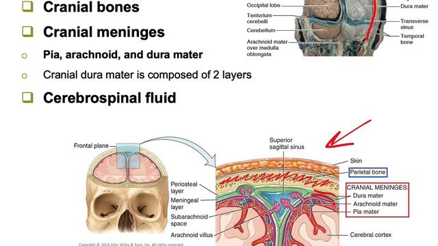 Introduction and Organization of Nervous System