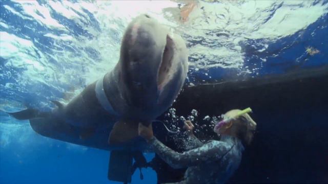 "ZOOпарк": "Морской ветеринар" смотреть онлайн