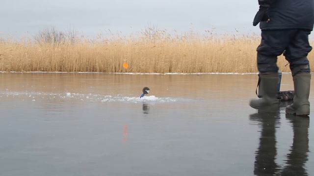 ЖОР ЩУКИ ПО ПЕРВОМУ ЛЬДУ! НЕ УСПЕВАЮ РАССТАВИТСЯ, ФЛАГ ЗА ФЛАГОМ! Рыбалка на жерлицы на щуку! смотреть онлайн