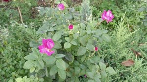 Ай Эм Макмиллан, Фрай Фрау Каролина розы флорибунды, лето 2023