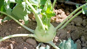 Замечательная кольраби - капуста кочерыжка!