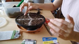 Кактусы и суккуленты из семян. Часть 1: посадка. Реально ли их вырастить полному дилетанту?