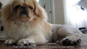 Стрижка пекинеса: как подстричь в домашних условиях