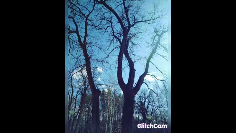 oaks and pines spring дубы и сосны весна