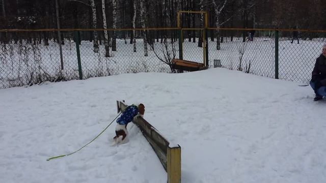 Дрессировка собак -Кавалеркингчарльзспаниель Ричард 6 мес