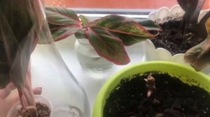 Укоренение аглаонемы. Эксперимент вода vs вермикулит