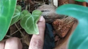 Update on my Anthurium Chystallinum/ new growth points ❤️