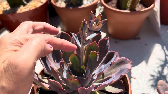 💜💗🏜️ Purple and pink rosette succulents: great for adding color to your garden or containers! ☀️👌👍 смотреть онлайн