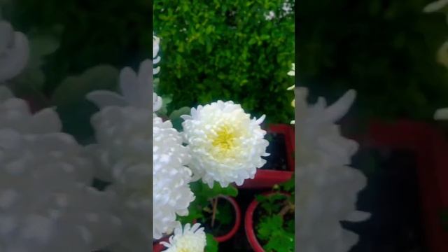 Snow ball  Chrysanthemum