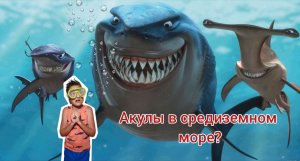 Акулы в средиземном море Турции.