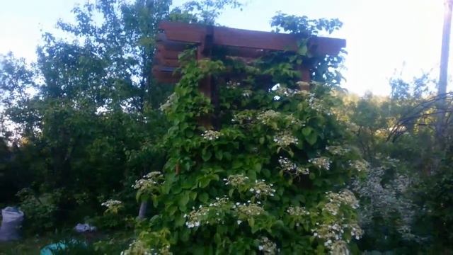 Дача. Цветет волжанка, пион, гортензия черешковая. Обзор теплиц с огурцами и томатами. смотреть онлайн