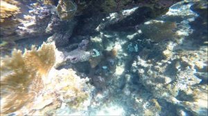 Paradisus Rio de Oro resort Nov 2019 - Snorkeling