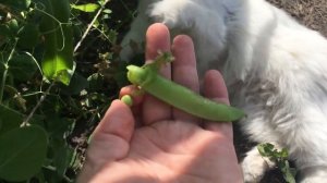 горох сорт Динга __ обзор сортов овощных культур.mp4