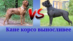 Бурбуль против Кане корсо кто сильнее?