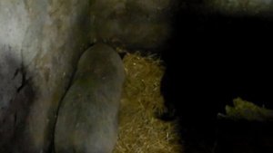 Можно ли держать свиноматок вместе ,содержание свинок вьетнамской породы перед опоросом