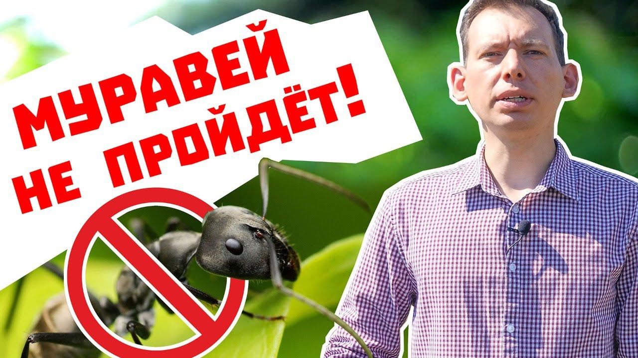 Муравей не пройдёт! Проверка средств из магазина и народных методов.