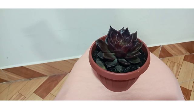 CUMPLIENDO EL RETO DE MI PLANTA O ECHEVERIA FAVORITA смотреть онлайн