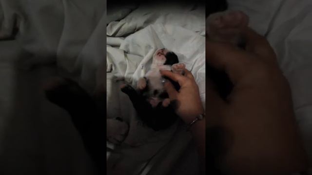 как малышки ложатся спать смотреть онлайн