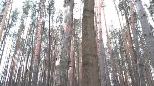 Странное дерево?. Так не бывает!