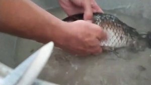 Как почистить карася без ножа берём на заметку ?