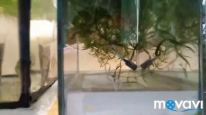 Огненные Барбусы на нересте.