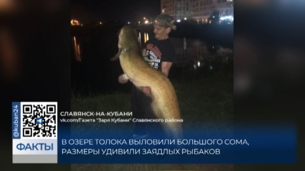 Огромного сома выловили из озера Толока в Славянске-на-Кубани