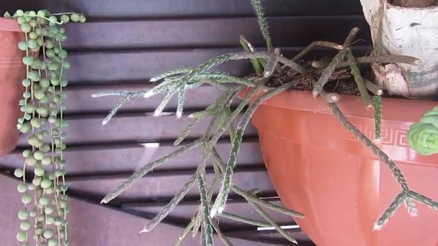 Suculentadodia!  Rhipsalis Pilocarpa