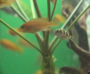 БОКОВАЯ ЛИНИЯ РЫБ