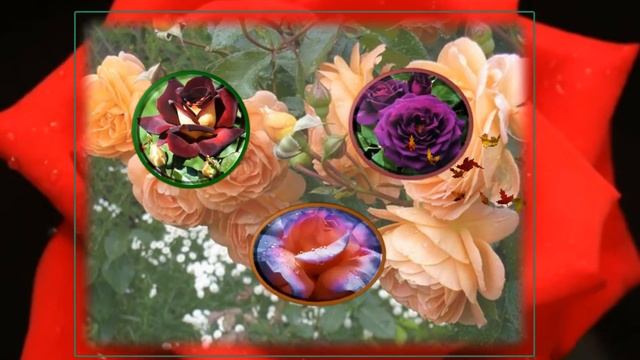 Никитский Ботанический сад смотреть онлайн