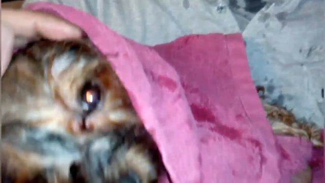 Уход за йоркширским терьером/Как помыть йоркширского терьера/Мытьё собаки