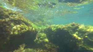 Аше. Подводная охота. аше лазаревское. Затонувший корабль