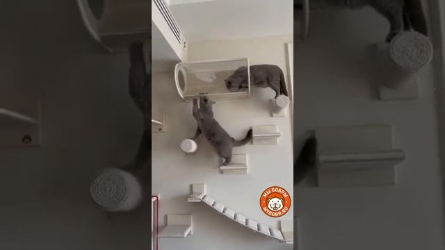 Котодром от Мы бобры