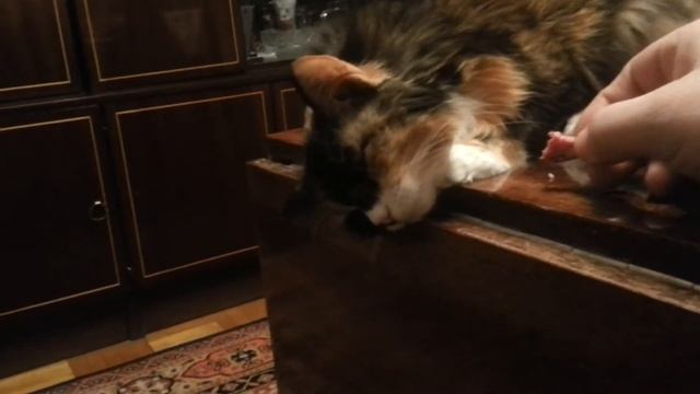 Колбаса во сне.mp4 смотреть онлайн