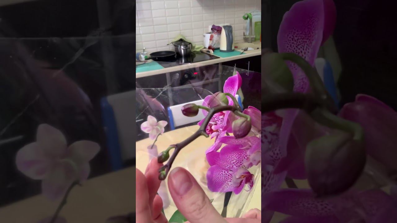 Если сломан цветонос.