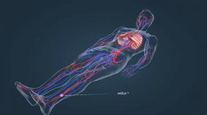 Тромбоз глубоких вен и лёгочная эмболия | Анатомия человека | Биология