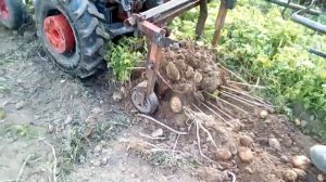 Картофелекопатель с   прутами, но не "Дельфин"