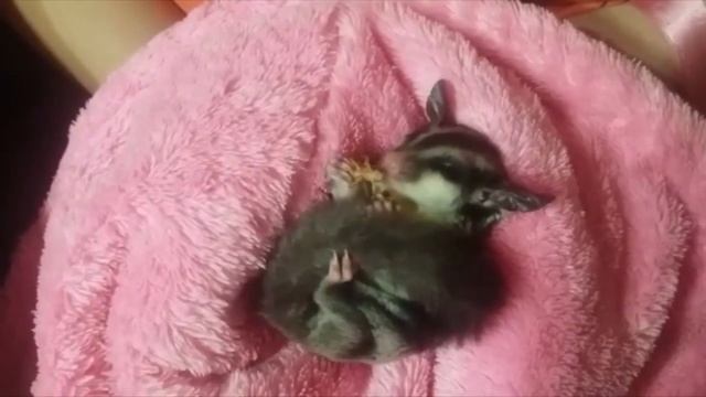 Мои Сахарные Поссумы (Белки летяги) - Чика и Сима. смотреть онлайн