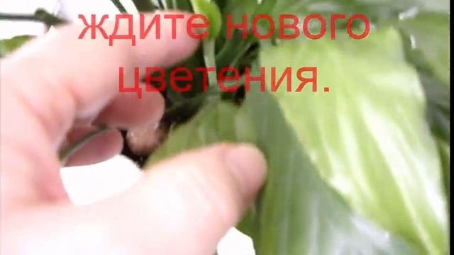 Как выглядит женсткое счастье. Спатифиллум. Комнатные растения. ?