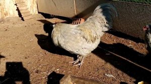 Амераукана, - куры несущие  яйца с голубой скорлупой!!! Ответ подписчикам!!