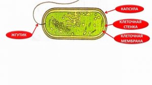 Y2mate.mx-Бактерии - строение и жизнедеятельность _ Биология 5 класс #9 _ Инфоурок