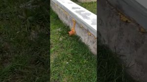 Фундамент на ФБС блоках!!!!