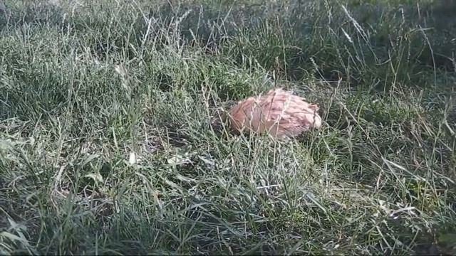 Почему не несутся перепела - причины, мои советы
