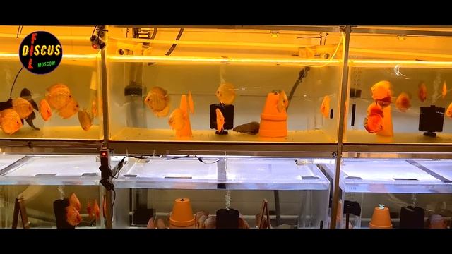 ДИСКУСЫ. ВНОВЬ ХЛОРАМИН "Т", ПОДГОТОВКА АКВАРИУМА ДЛЯ МАЛЬКА смотреть онлайн