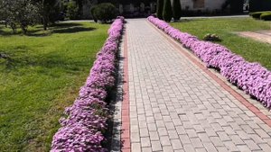 Астра новобельгийская уход, цветение