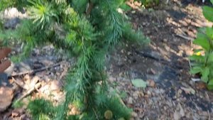 Лиственница японская Кравис Морчерд (larix kaempferi Cruwys Morchard)