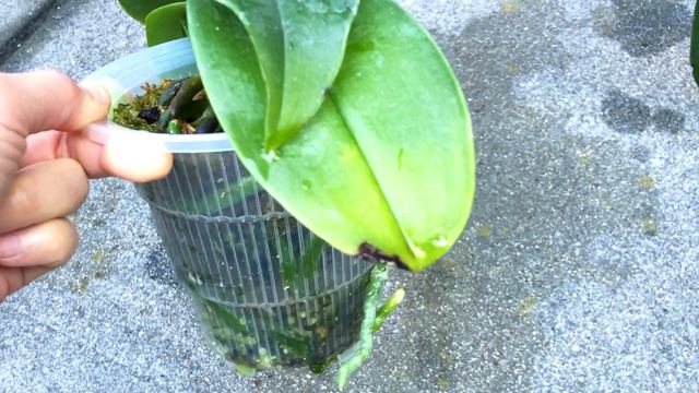 Hardening Phalaenopsis Orchids in the Bay Area смотреть онлайн