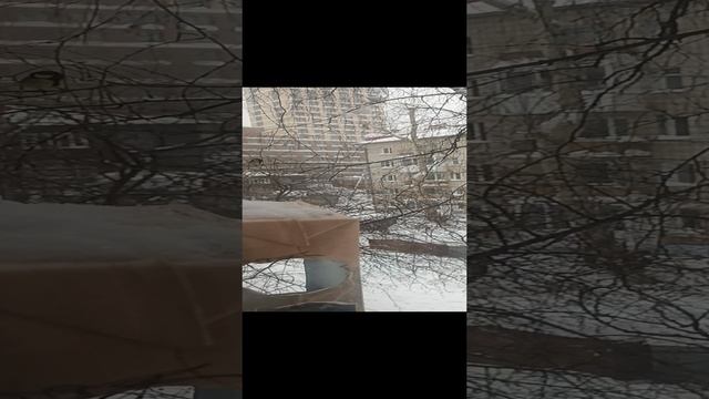 Спасибо за помощь птицам. смотреть онлайн